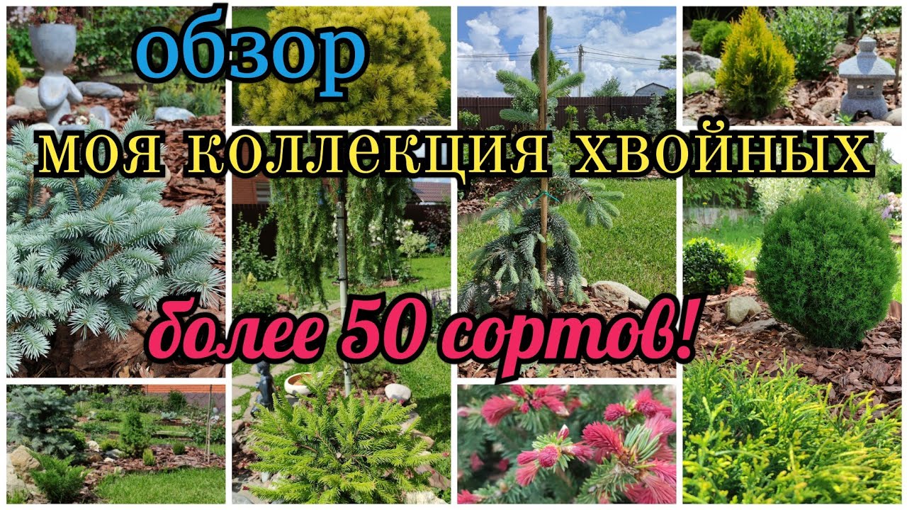 Большой обзор моих хвойных растений. Более 50 сортов Моя хвойная коллекция. С Рокарий Хвойный уголок