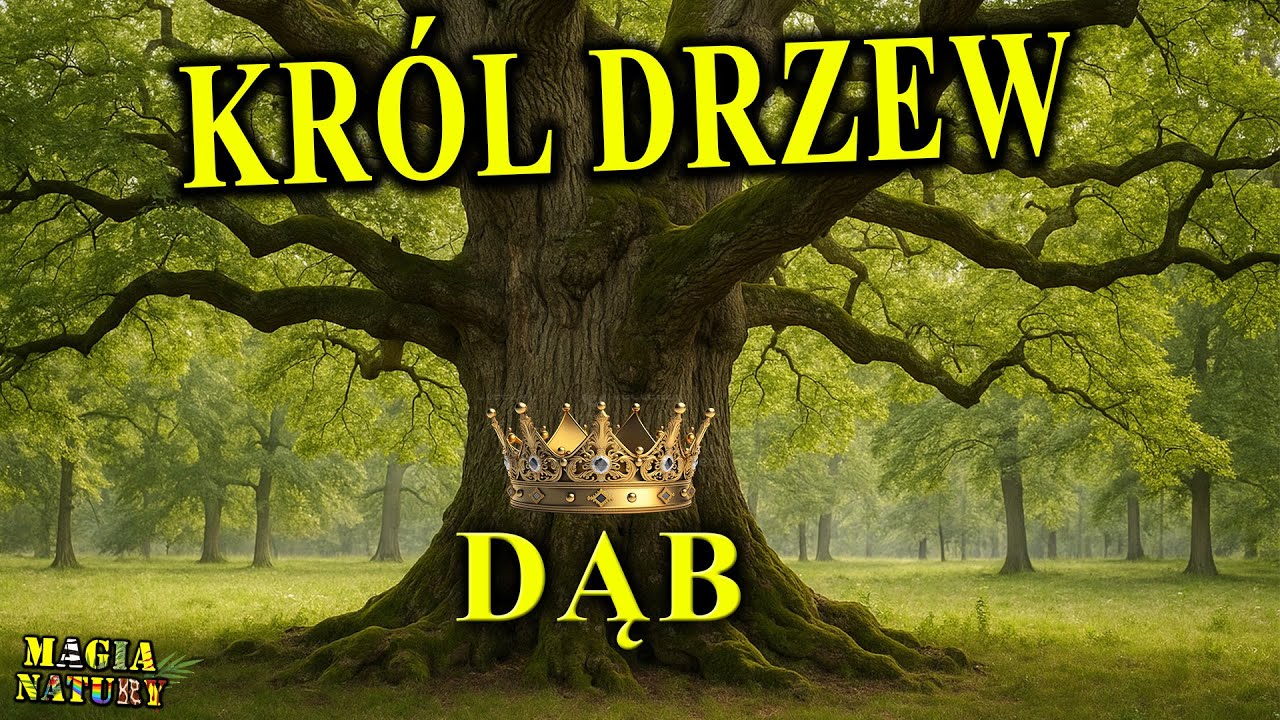Magiczne Drzewo - DĄB - Trzęsie Całą Przyrodą!