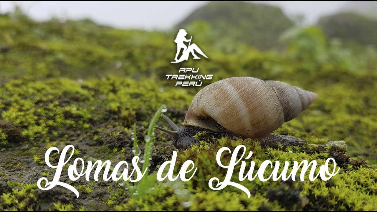 Lomas de L&uacute;cumo - video corto