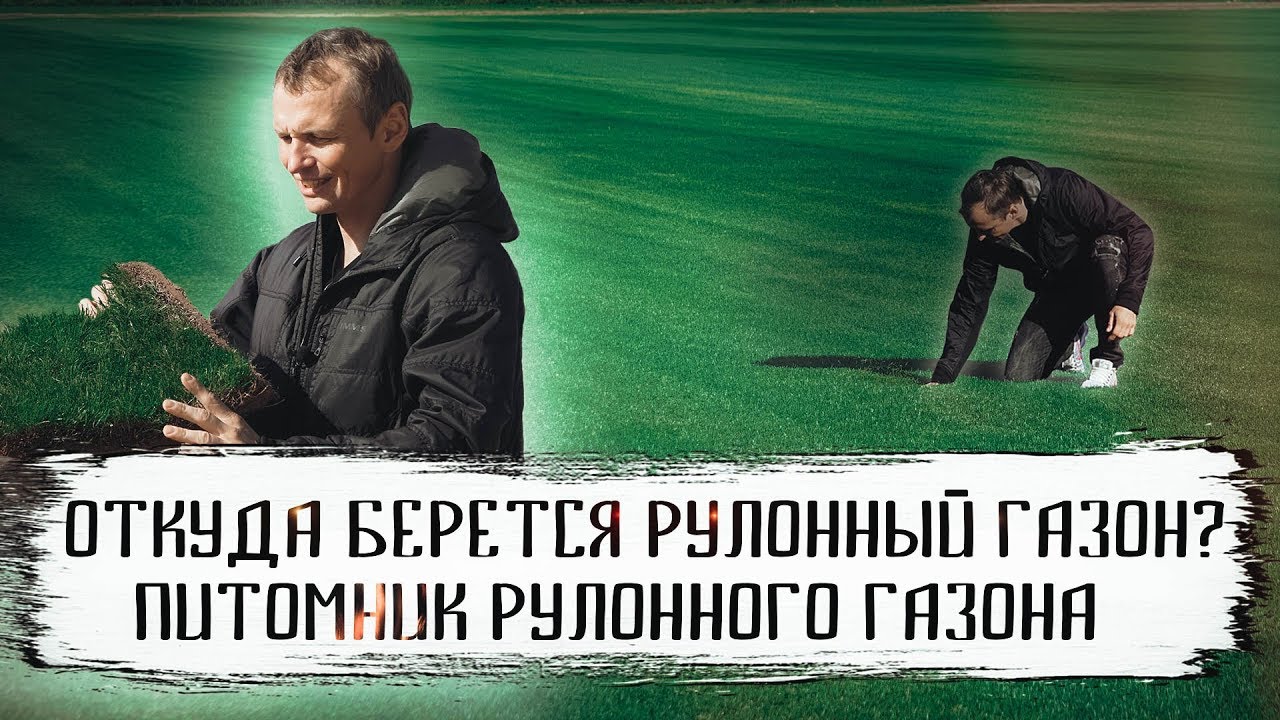 Как выращивают и срезают рулонный газон. Питомник рулонного газона