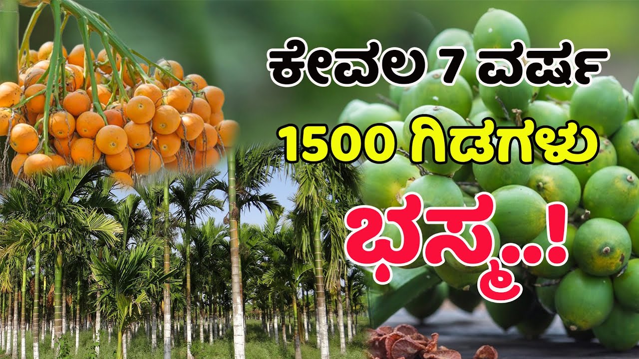 7 ವರ್ಷದ ಅಡಿಕೆ ತೋಟ, ಸಾವಿರಾರು ಗಿಡಗಳು ಸಾವು? 7 year old plantation, thousands of areca nut trees dead?