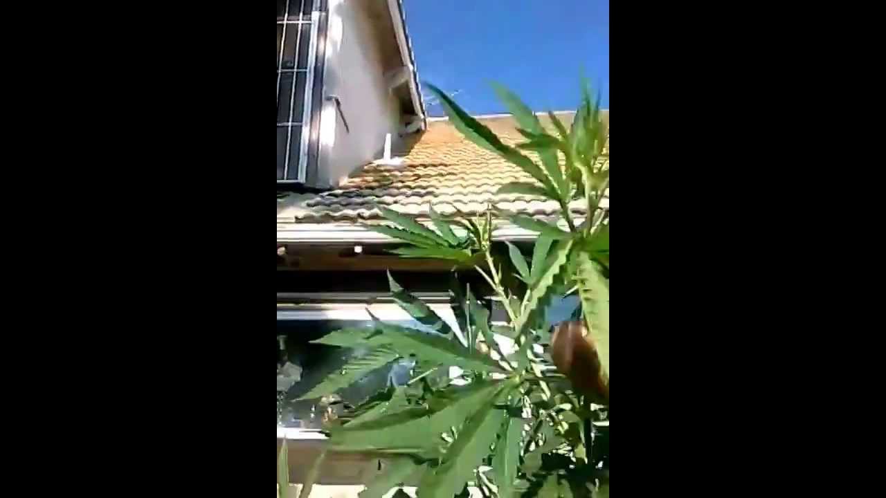 California Christmas tree