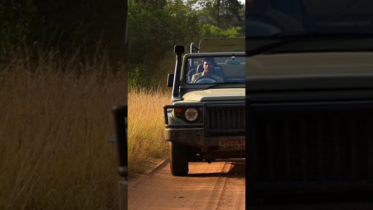 Tiger Charges Toward Safari Jeep 