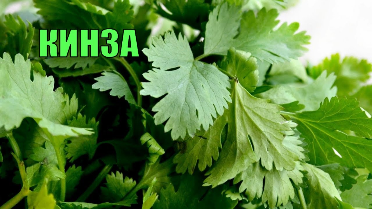 ✅КИНЗА/ ПОЛЕЗНЫЕ СВОЙСТВА/ 10 ФАКТОВ