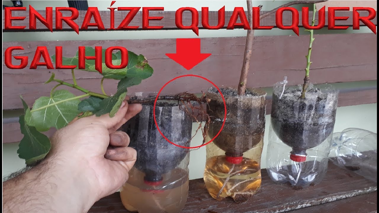 Enraíze qualquer galho usando este Vaso Auto irrigável grátis !