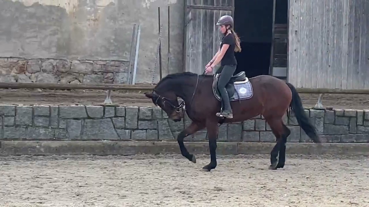 🏅💛Caramba training seriously nice 4 year old mare with good attitude by Charthago Blue 