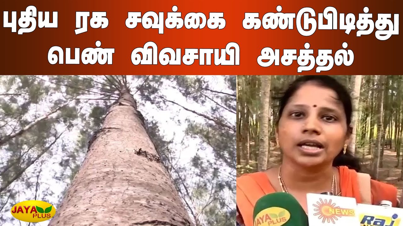 புதிய ரக சவுக்கை கண்டுபிடித்து பெண் விவசாயி அசத்தல் | New Casuarina Tree | Puducherry | Farmers