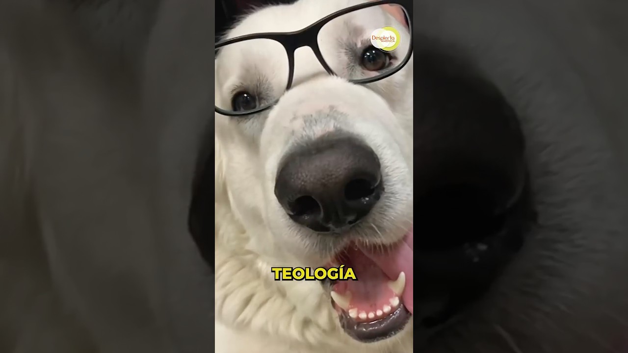 El perrito viral que vive con los seminaristas en Roma