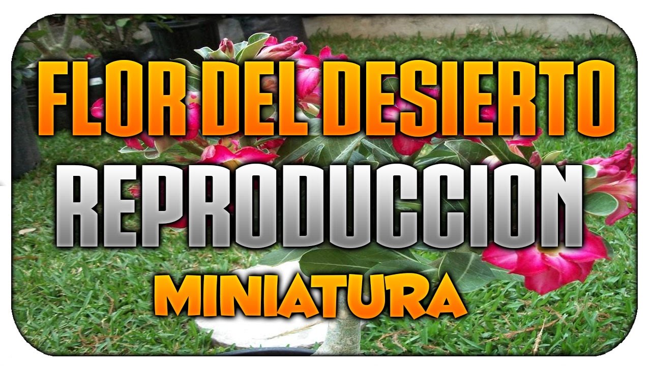 Como Reproducir Flor del Desierto | Adenium obesum