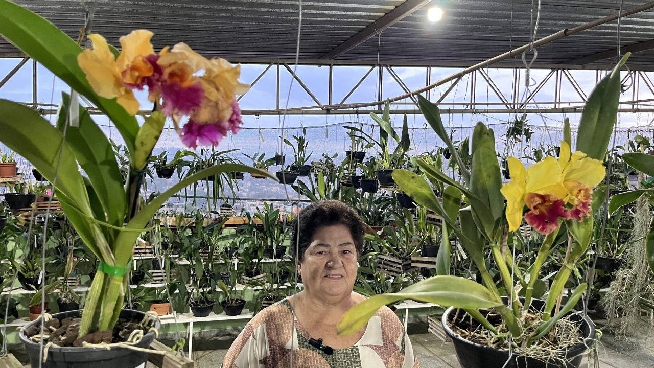 AOS 73 ANOS E MUITA DISPOSIÇÃO ELA CUIDA DE MAIS DE 1200 ORQUÍDEAS .