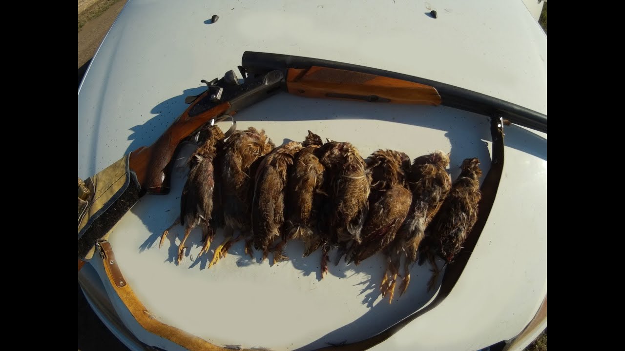 Супер-охота на перепела с дратхааром: 7 работ, 10 выстрелов, 8 перепелов (2016.09.10)