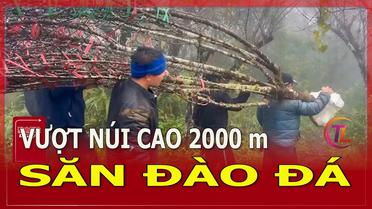 Vượt núi cao 2000m săn đào đá | Ninh Bình Digital