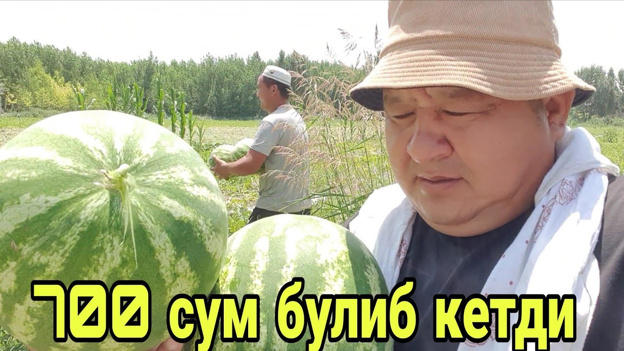 Тарвуз 700 сумдан сола-сол бошланди.....
