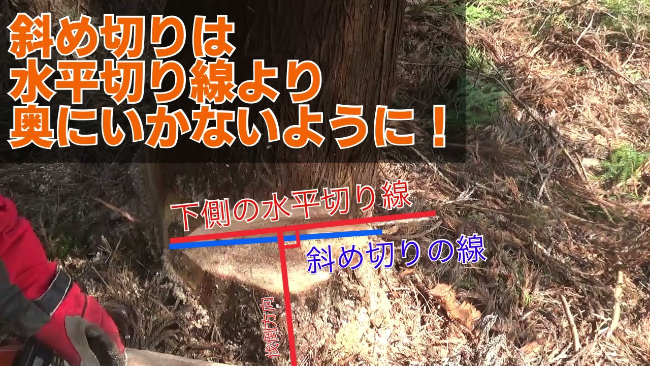 立木の伐倒 受け口の作成方法