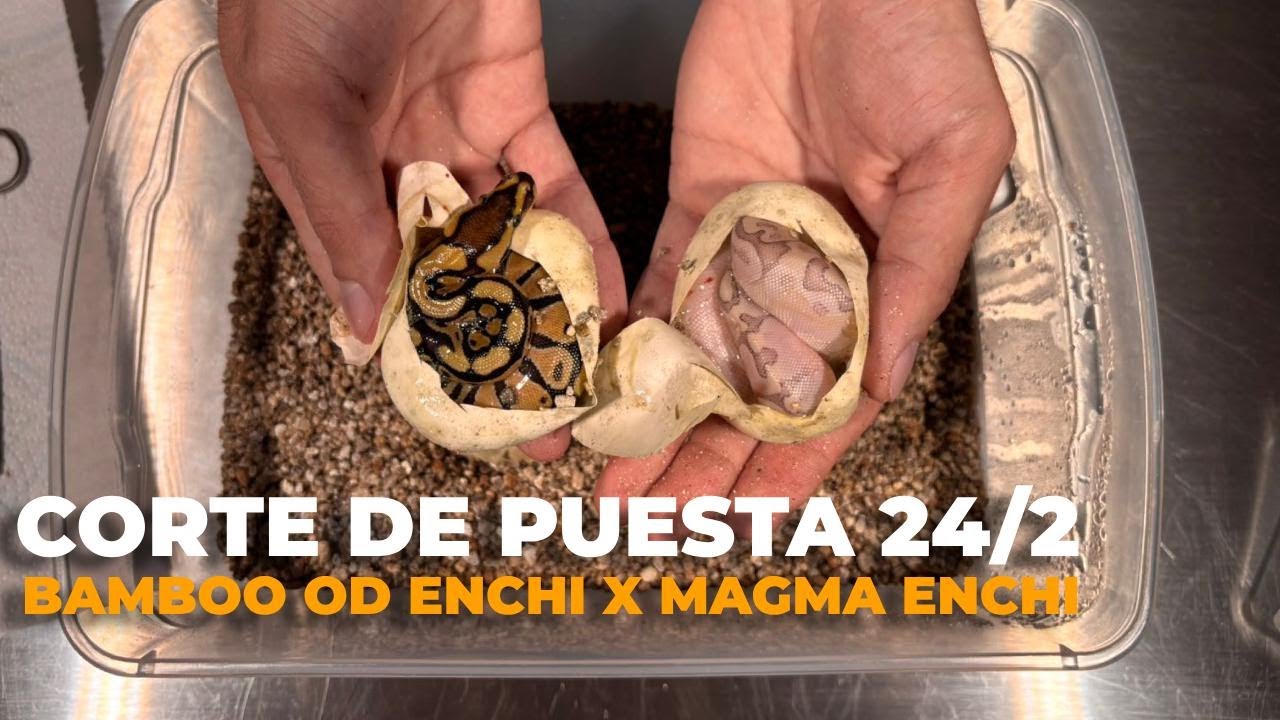 Estas serpientes nos SORPRENDIERON - Cortando huevos de Piton Bola! | AFSAND R.