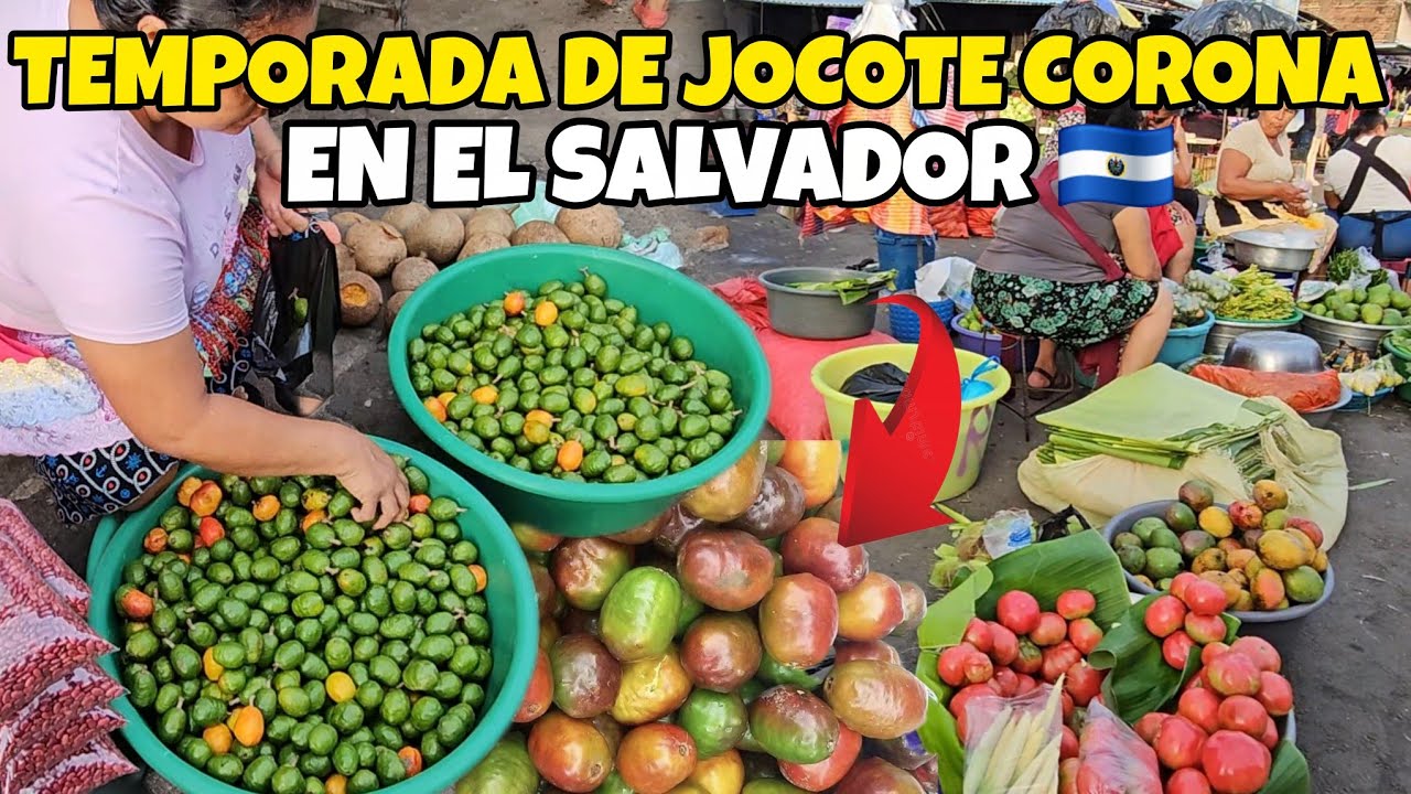 🚨COMIENZA TEMPORADA DE JOCOTE CORONA EN EL SALVADOR 🇸🇻 