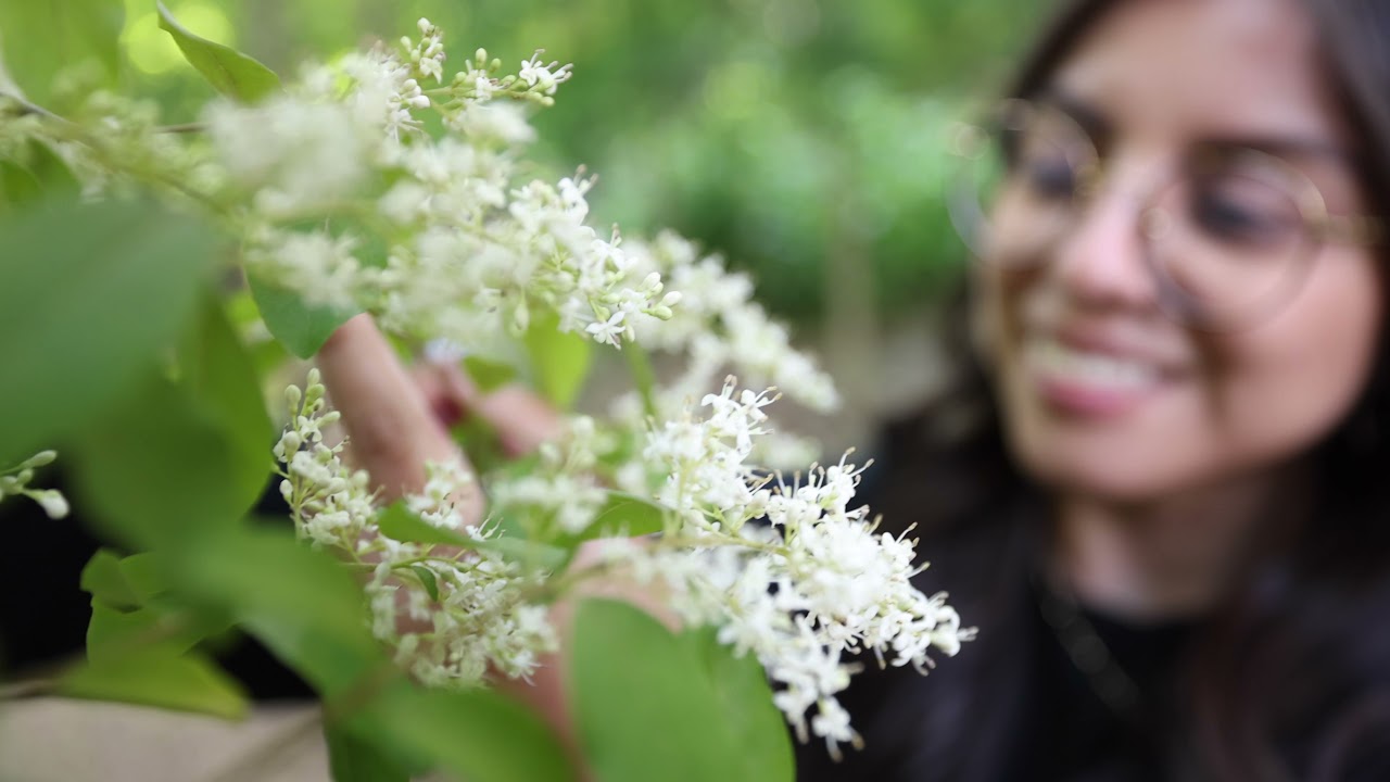 Бирючина китайская &mdash; самый инвазивный сорняк на юго-востоке США