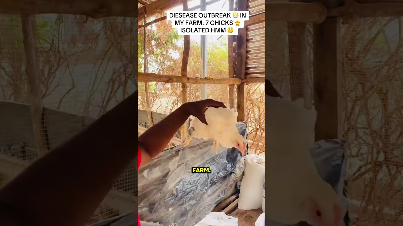THERE IS A DISEASE OUTBREAK IN MY FARM. HMM MY FEARS HAVE COME TO PASS. SEE DETAILS HERE