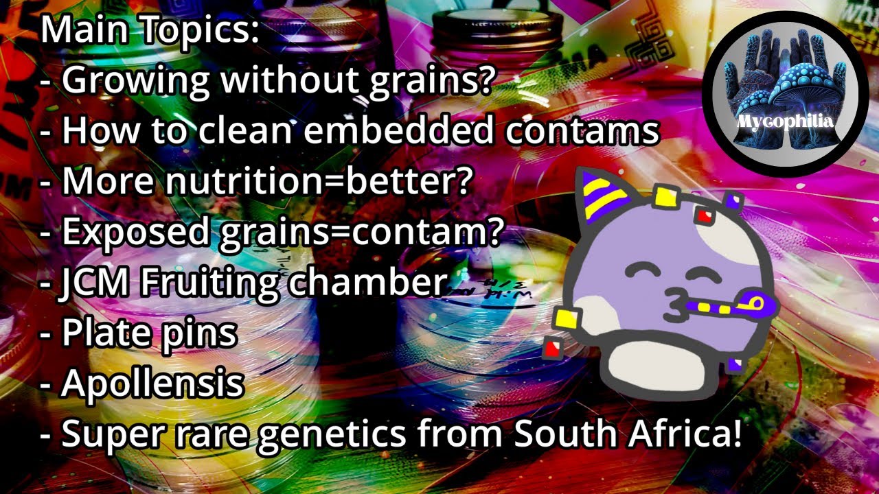 🍄Growing WITHOUT Grains,  Automated Monotub (JCM Chamber), NEW Rare Landraces, and More! 4/25 SOTG🍄