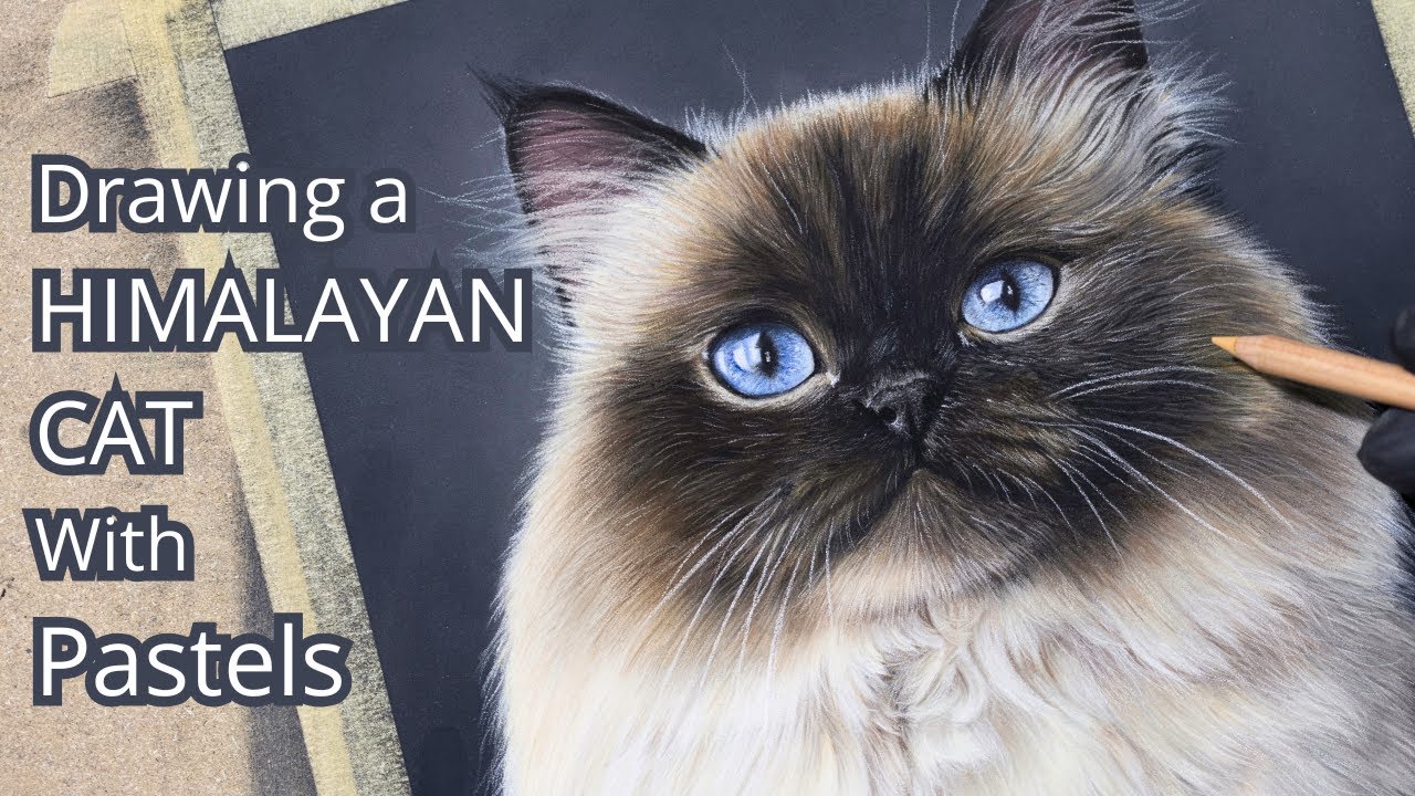 Drawing Himalayan Cat with Pastels