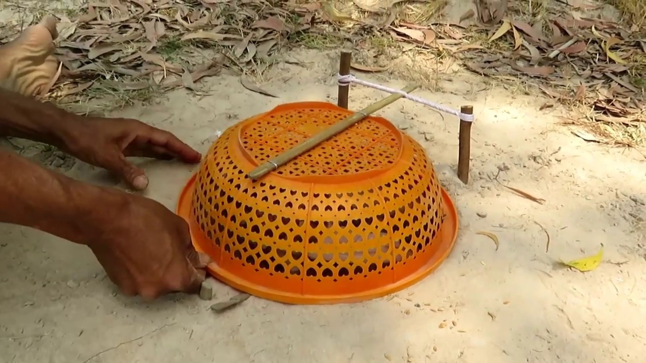 Primitive Man Easy Dove Trap - Simple DIY Dove Trap Using Plastic Basket That Work 100%