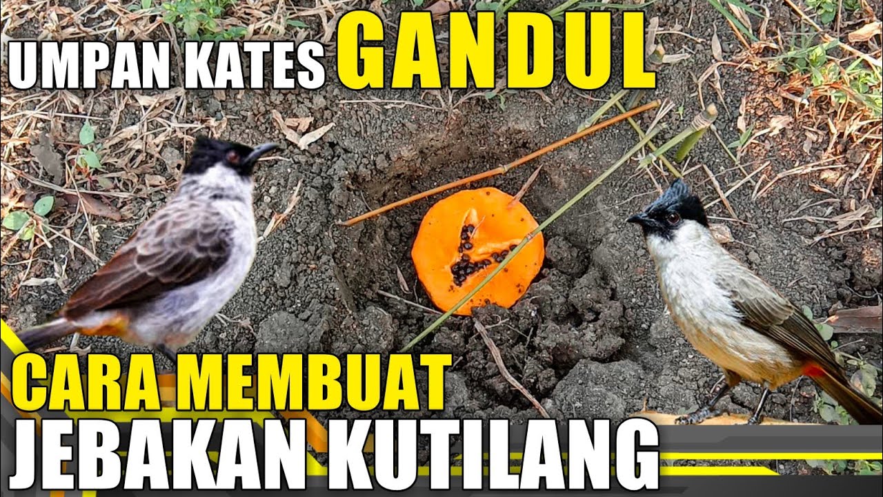 Cara Membuat Jebakan Burung Kutilang Sederhana Umpan Buah Pepaya