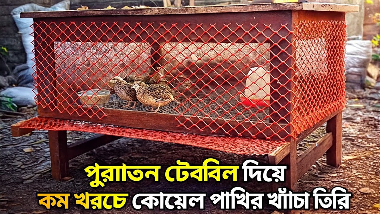 পুরাতন টেবিল দিয়ে কম খরচে কোয়েল পাখির খাঁচা তৈরি। @borkotagro “Making a Low-Cost Quail Cage.