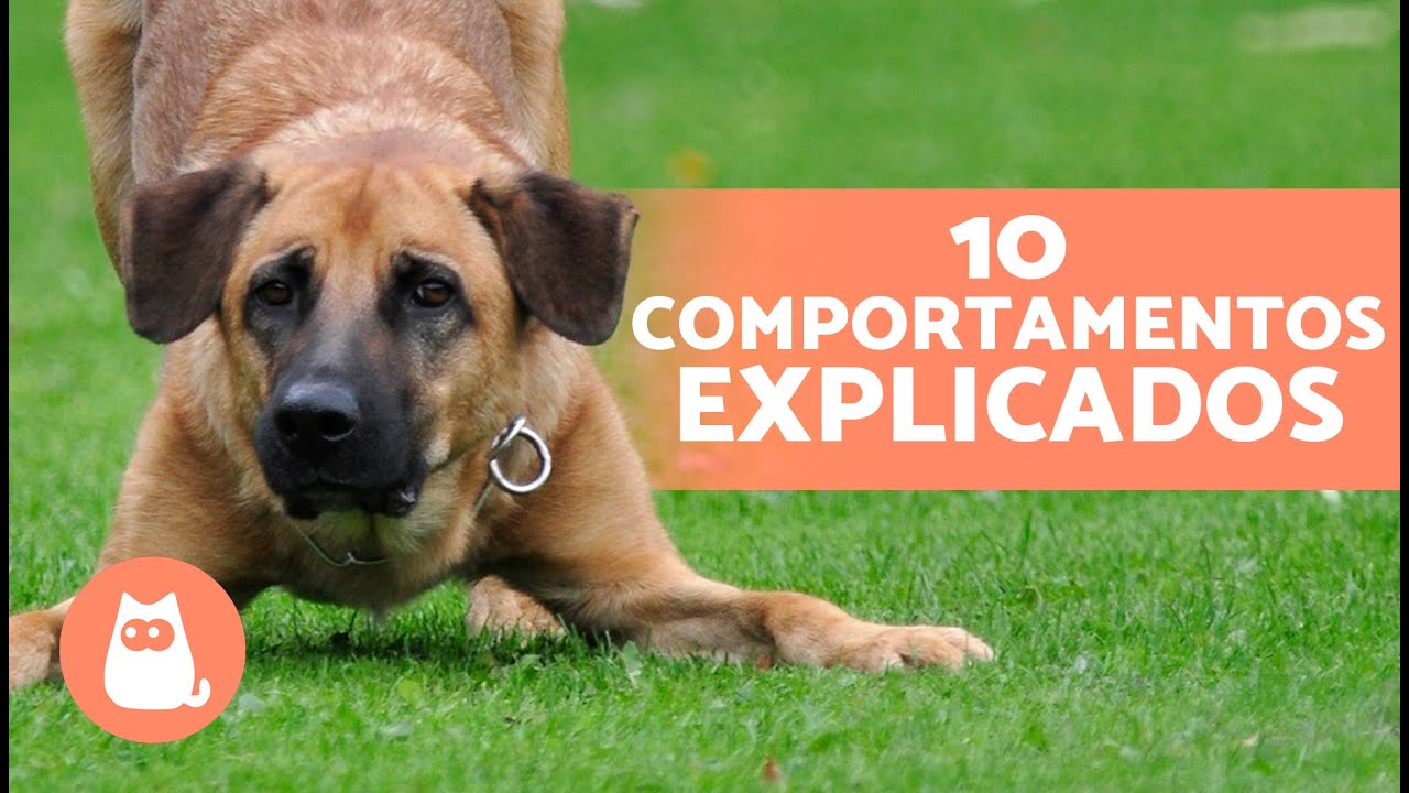 10 COMPORTAMENTOS de CÃES explicados 🐶❓