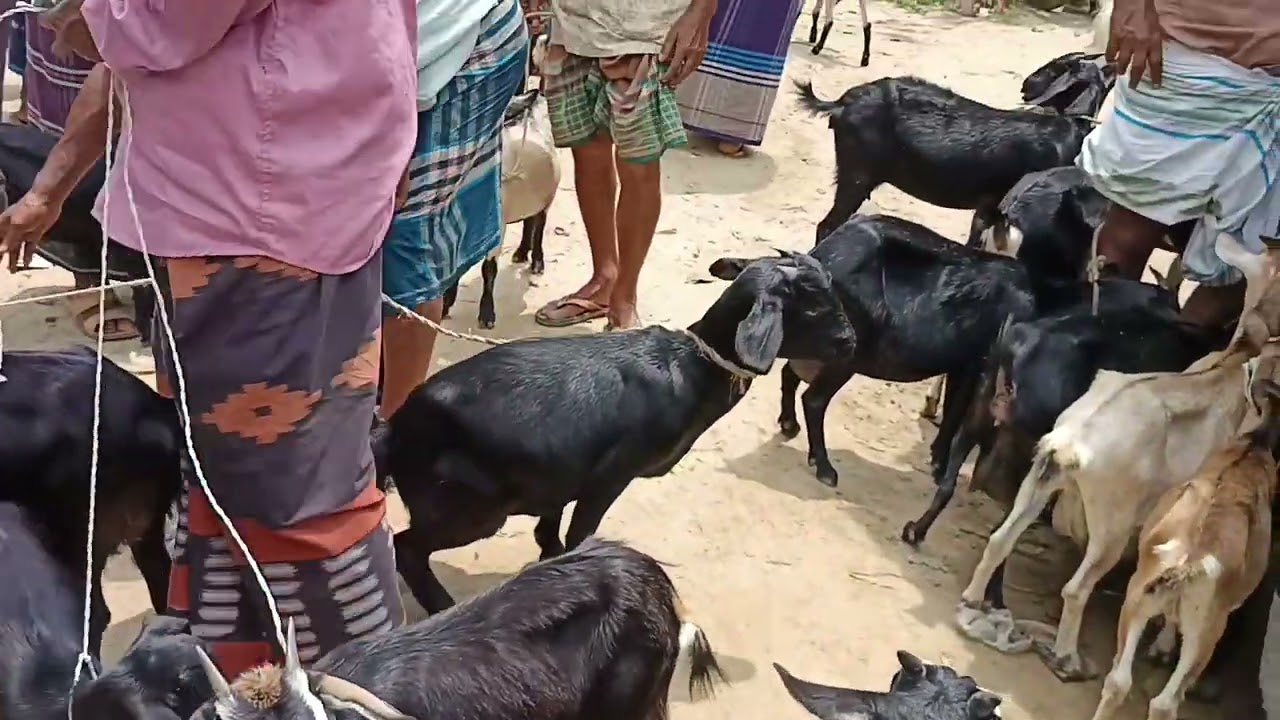 07/08/2025 Golapganj Haat থেকে ছাগলের দাম জানুন | Chagoler Dham Kemon | Krishi Goru Live ||