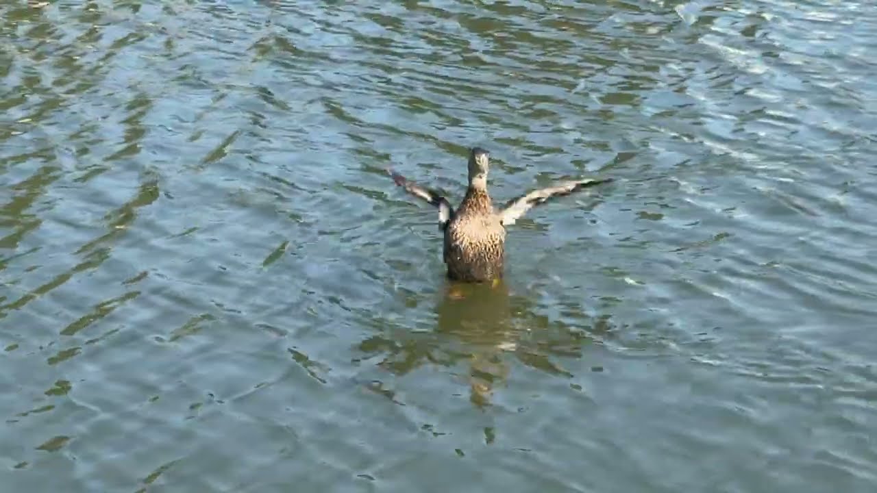 Geese and Ducks, 2 Minutes of Joy and Peace #nature 