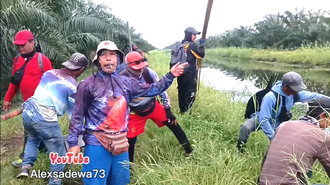 target papuyu/betok monster sebangau (bahaur) menyala🔥abangku.....