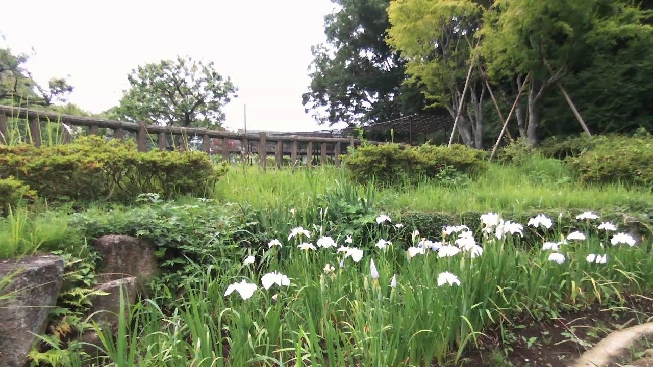 Japanese traditional house & Irises Flight