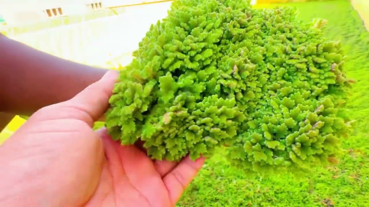 ازولا العلف  المجاني وطريقة زراعتها وتعليفها  للطيور🍀🐓🦃🐇