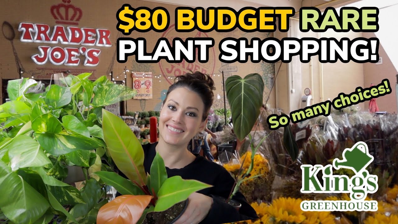 $80 BUDGET Rare Plant Shopping & Plant Haul! - Trader Joe's & Kings Greenhouse Charlotte, NC