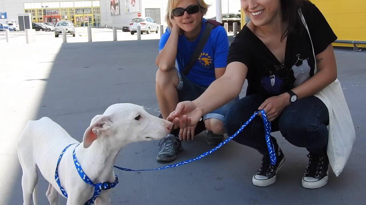 A baby galgo abandoned and left to die... Now safe with GDS!