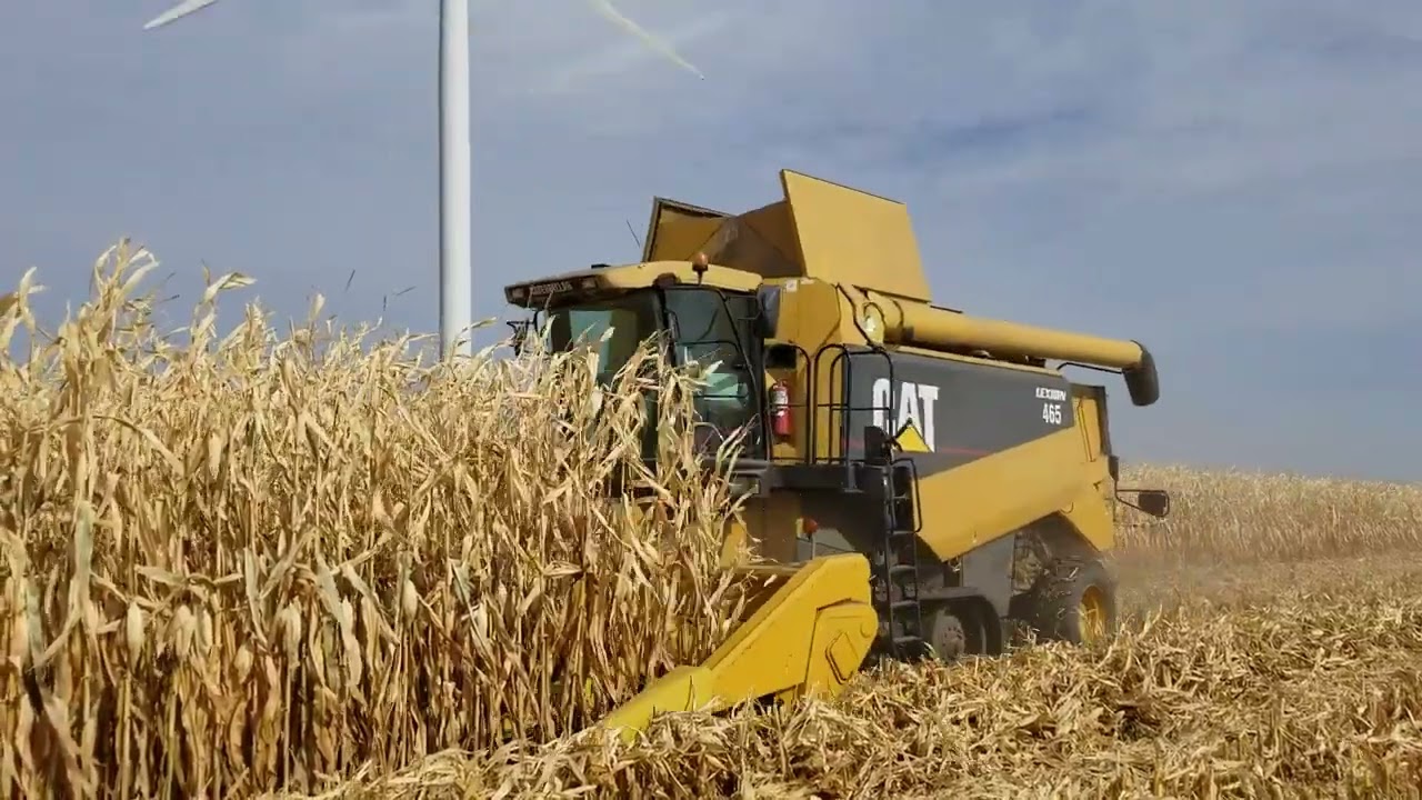 Cosechadora Combinada CAT LEXION cosechando maiz amarillo duro