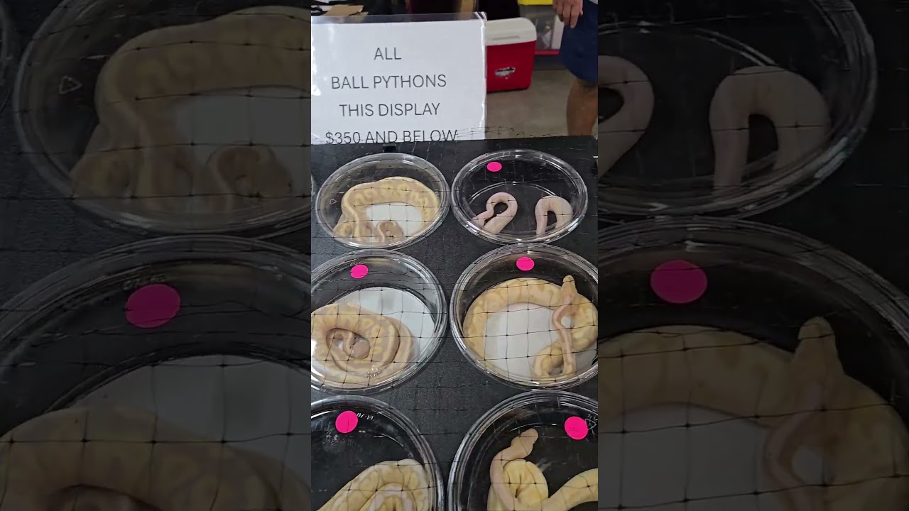 Ball Pythons and Corn Snake Specials 😁 Especiales de Pitones Bola y Serpientes del Maíz