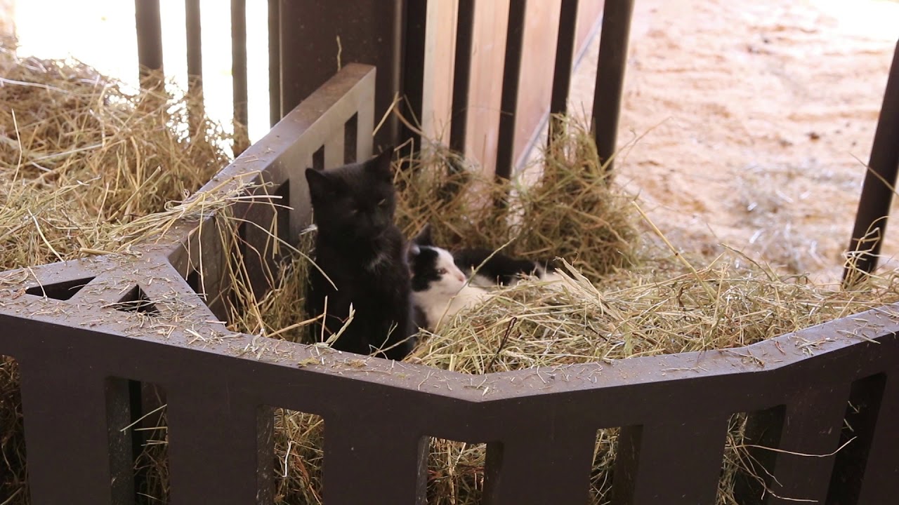 Die Bonda Ranch