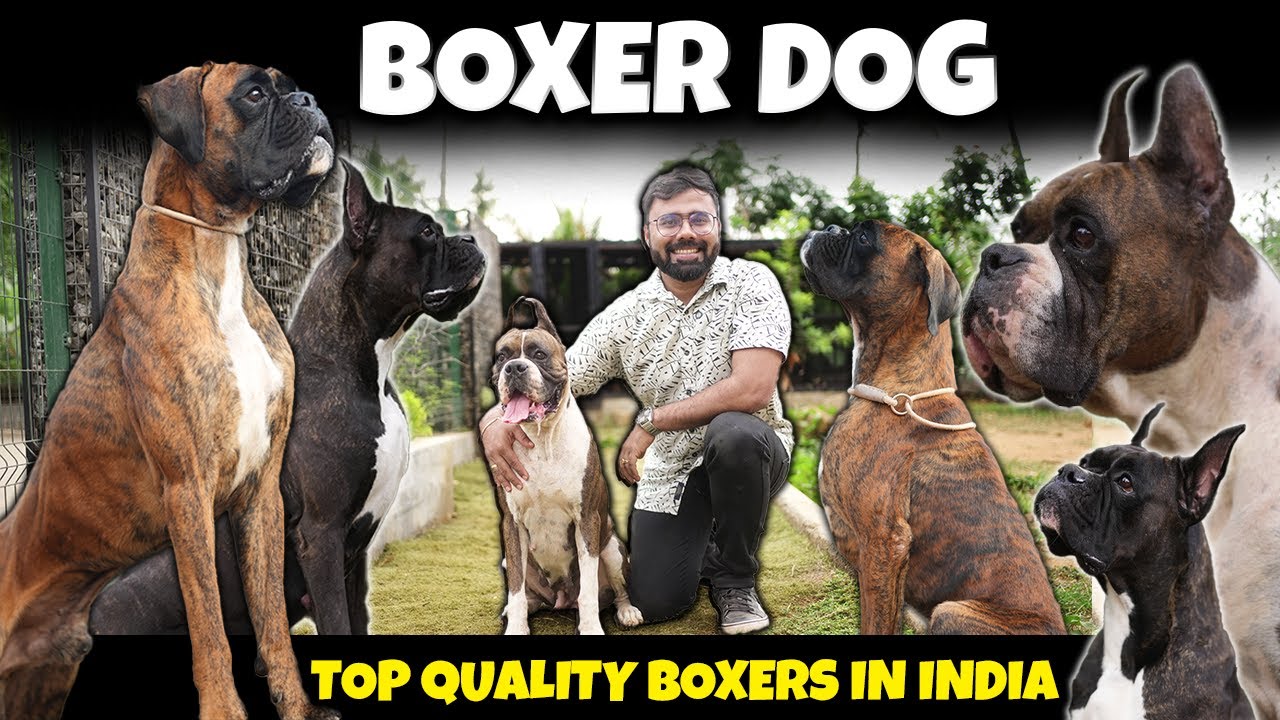 India's Top Quality Boxer Dogs நம்ப முடியாத Beauty & Power! Clown of Dog World