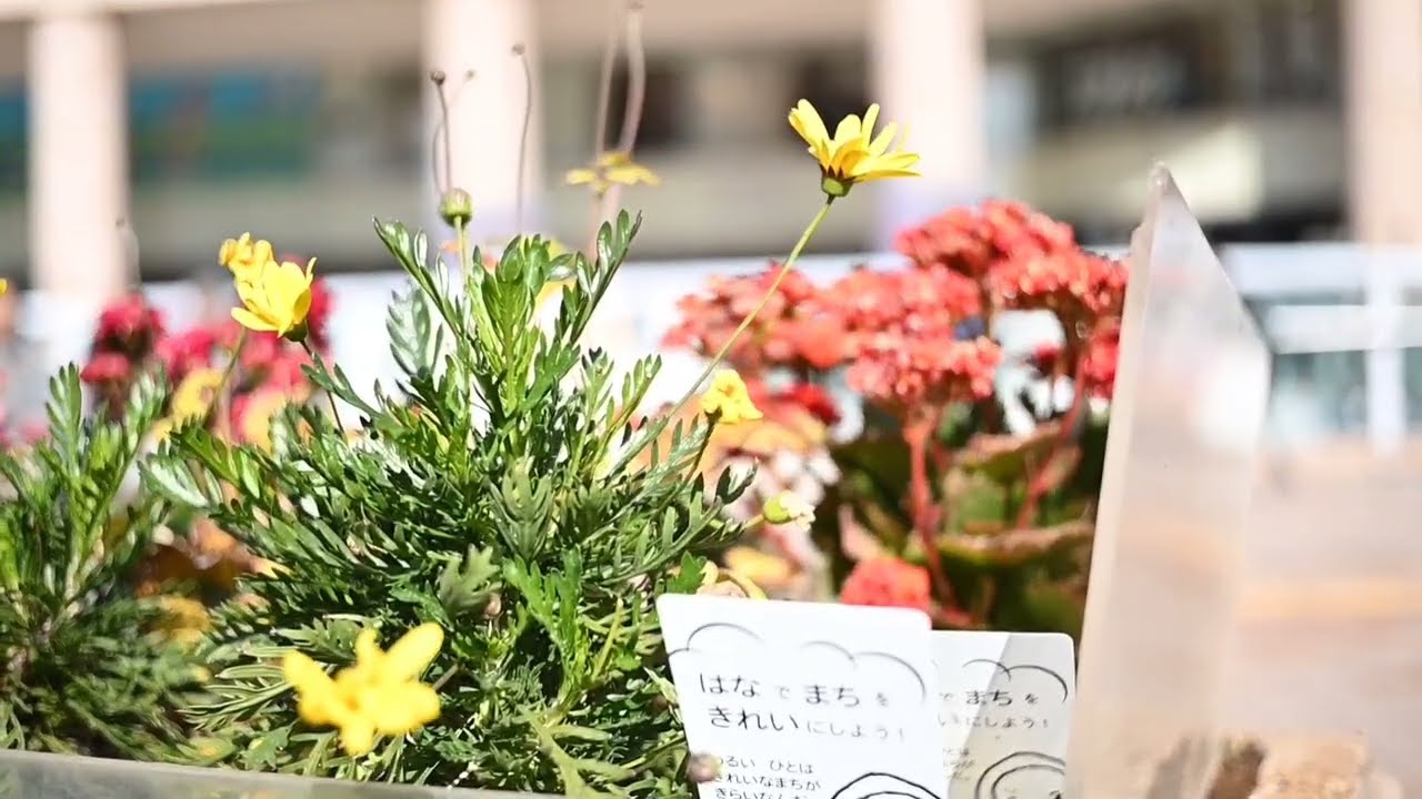 散歩動画＆フォトウォーク　2026/1/18 SUN Shot on Nikon zfc TTArtistan 25mm