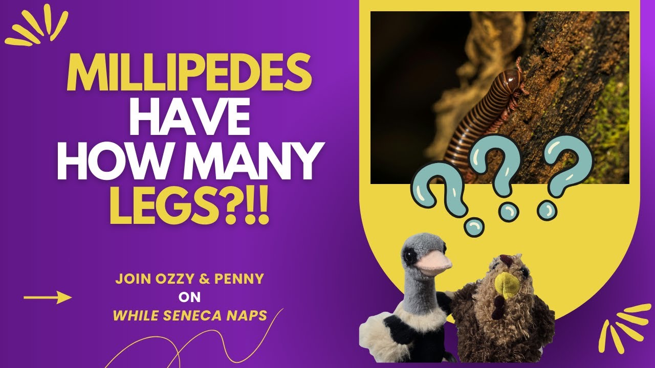 Millipedes Have How Many Legs???