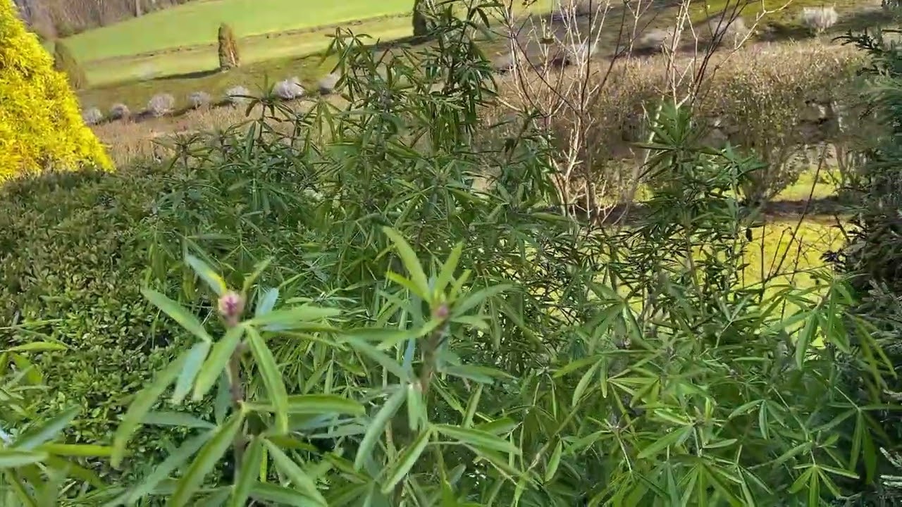 Pachnące liście - Czoisja Meksykańska, Zimowa Porą Perły Aztek&oacute;w