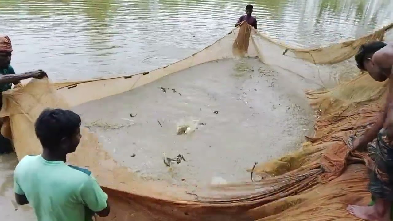 বিশাল পুকুরে বিশাল জাল — নানা রঙের মাছের ধরা।