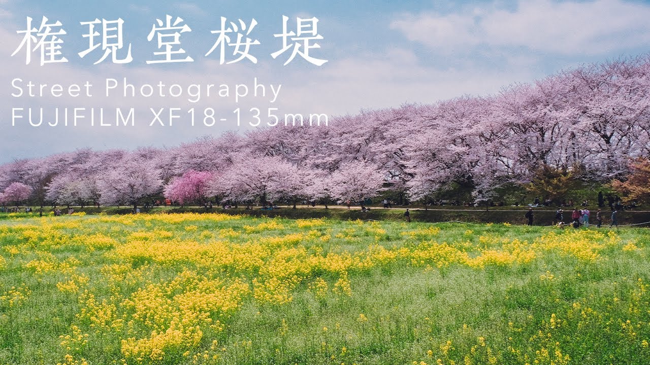 Cherry Blossoms 2022 in Saitama Japan | Fujifilm X-T3, XF18-135mm Photography 写真家街歩き 埼玉県幸手権現堂桜堤