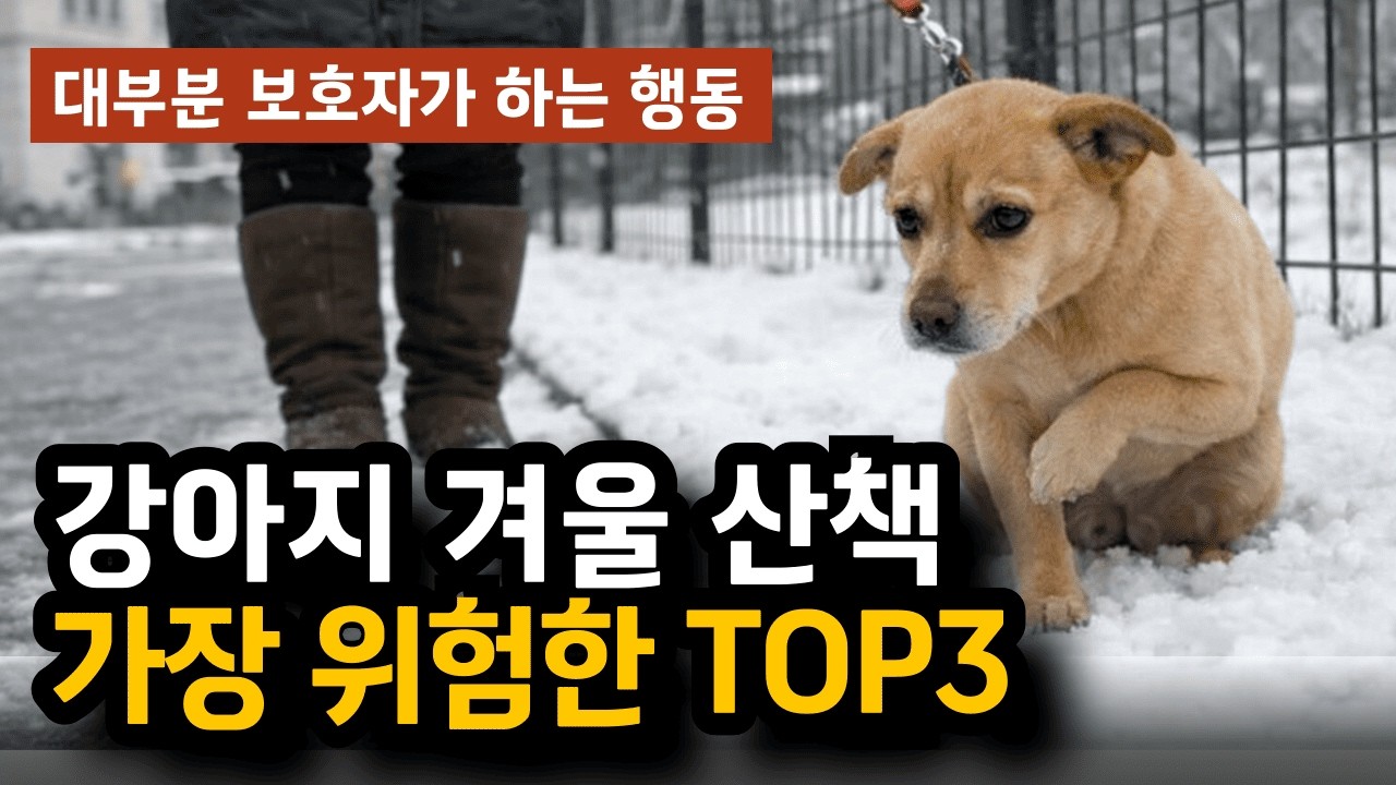 놓치면 큰일! 수의사가 말하는 겨울 산책, 이렇게 하면 응급실 갑니다