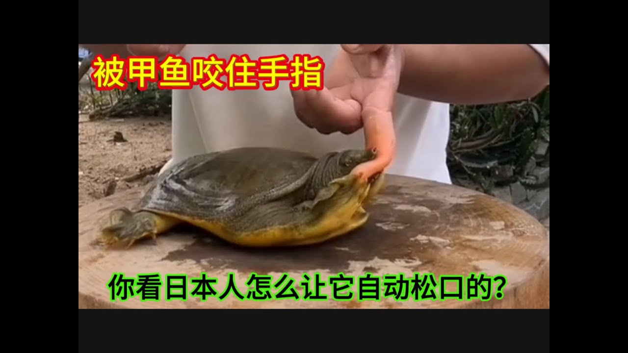 甲魚咬住手指不放，你看日本人是怎么讓它自動松口的，太厲害了