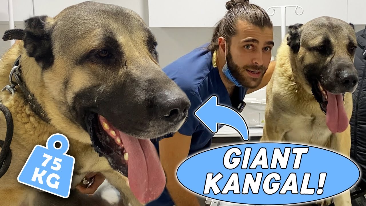 ГИГАНТСКАЯ ОВЧАРКА КАНГАЛ! (75 кг!) #TheVet