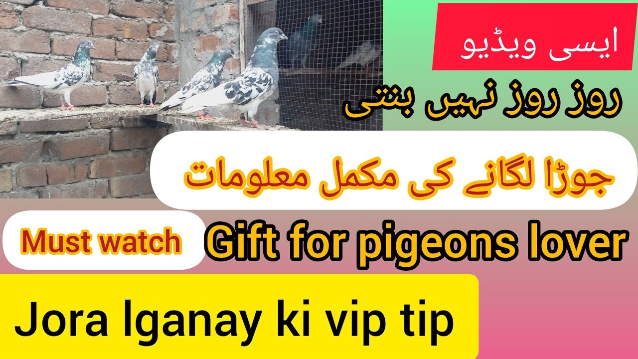 kabooteron ka jora lganay ki complet information 16th February 2025