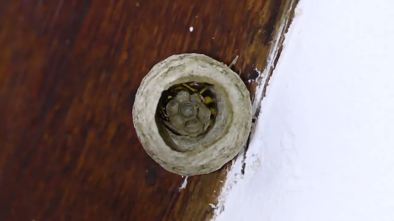 Winnie the Wasp  -  common wasp/yellowjacket paper nest construction video