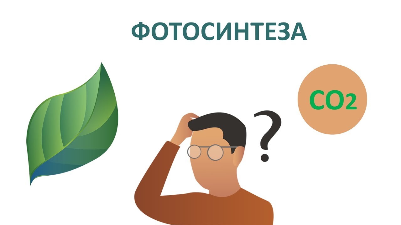 Въглероден диоксид и кислород в аквариума. Процесът фотосинтеза.